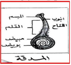 الشكل