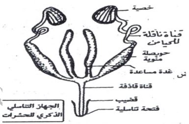 الشكل