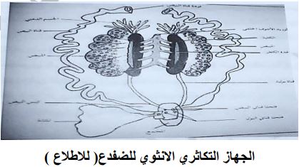 الشكل