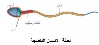 الشكل