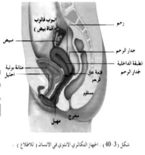 الشكل