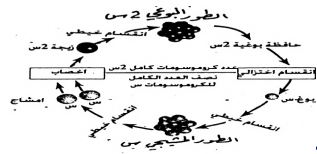 الشكل