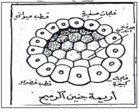 الشكل