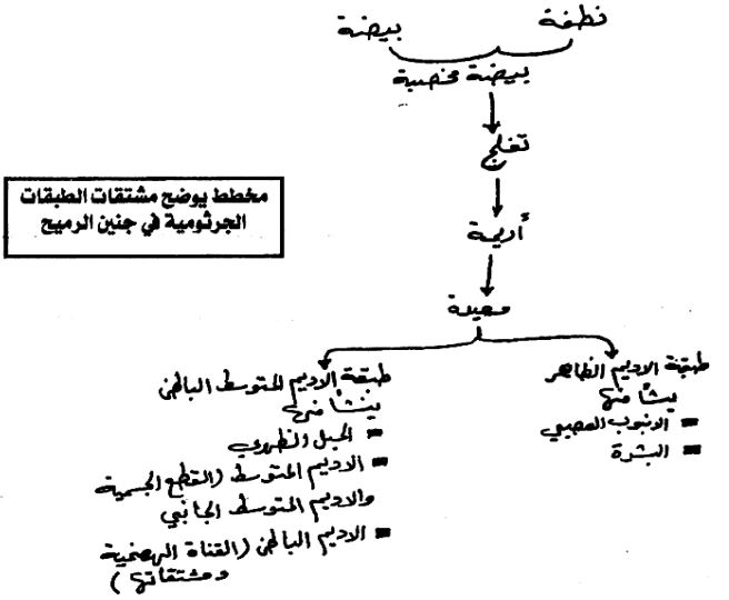 الشكل