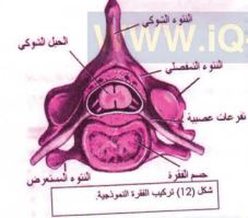 تركيب الفقرة
