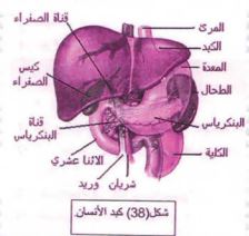 الكبد