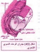 جدران الوعاء الدموي الشعري