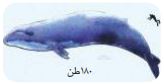 دلفين