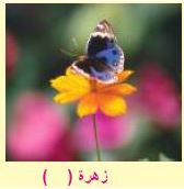 زهرة