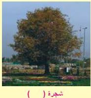 شجرة