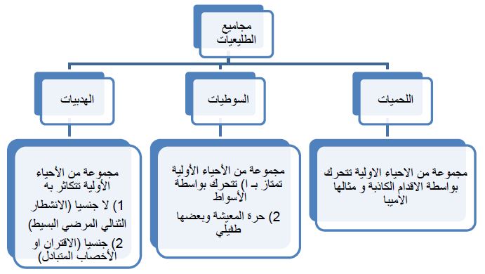 مجاميع الطليعيات