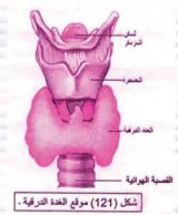 موقع الغدة الدرقية